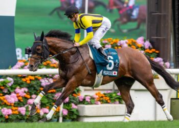 Cox plate star retired