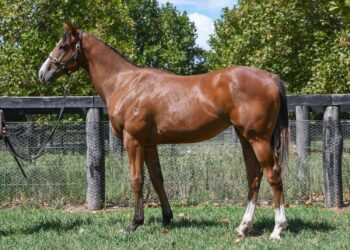 ‘She has gone from $8000 to a million dollar mare’