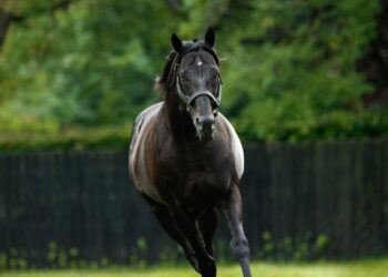 Coolmore champion dies