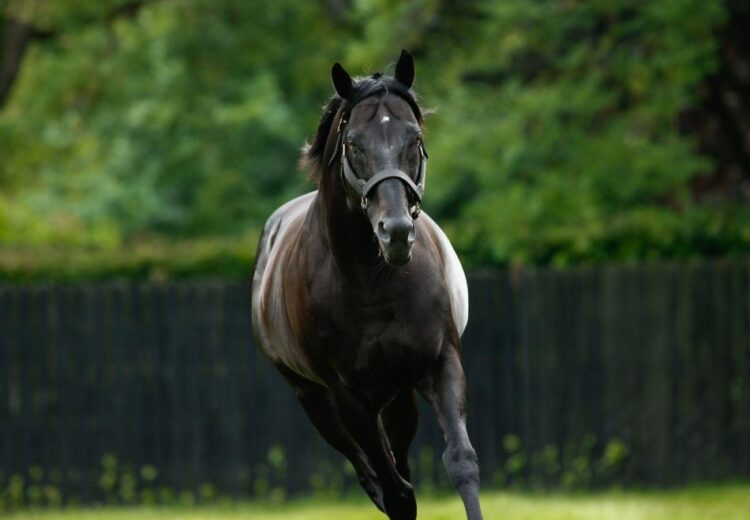 Wotton Bassett [Coolmore]