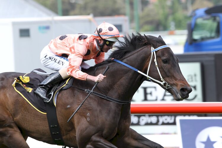 Black Caviar ridden by Luke Nolen wins Schweppes Stakes at Moonee Valley Racecourse on October (Racing Photos)