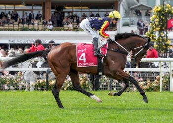 To chop or not to chop?