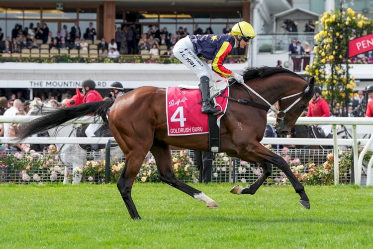 Goldrush Guru on the way to the barriers prior to the running of the Penfolds Victoria Derby at Flemington (Photo by George Sal/Racing Photos)
