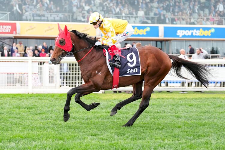Sir Delius (GB) on the way to the barriers prior to the running of the SEN Underwood Stakes at Caulfield Racecourse on September 20, 2025 in Caulfield, Australia. (Photo by Scott Barbour/Racing Photos)