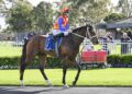 Autumn Boy boosted by barrier draw