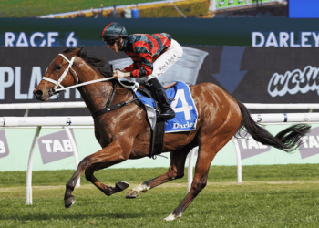 Everest runner by runner preview