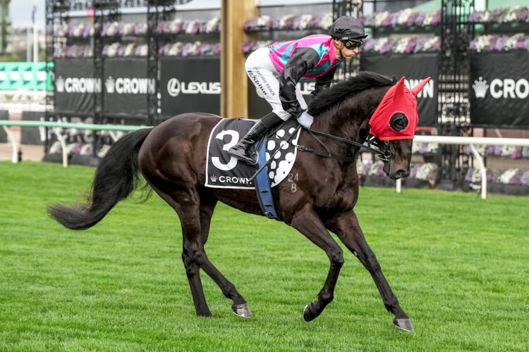 Antino on the way to the barriers prior to the running of the Crown Makybe Diva Stakes at Flemington Racecourse on September 13, 2025 in Flemington, Australia. (Photo by George Sal/Racing Photos)