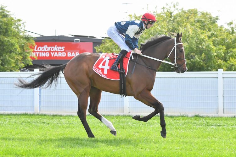 Birdman on the way to the barriers prior to the running of the Ladbrokes Geelong Cup at Geelong Racecourse on October 23, 2024 in Geelong, Australia. (Pat Scala/Racing Photos)