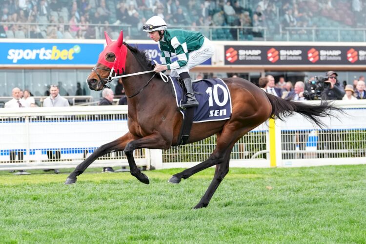 Moira on the way to the barriers prior to the running of the SEN Underwood Stakes at Caulfield Racecourse on September 20, 2025 in Caulfield, Australia. (Photo by Scott Barbour/Racing Photos)