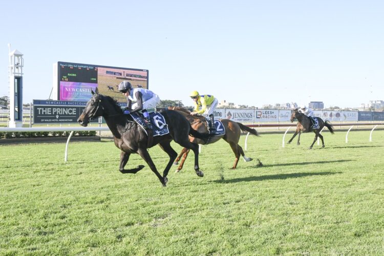 Harlem Queen will race at Hawkesbury [Bradley Photos]