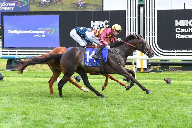 She's A Hustler narrowly defeated Light Infantry Man