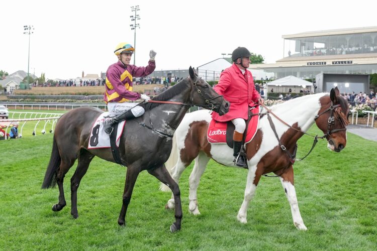 She's A Hustler looks set to jump favourite in the Zipping Classic