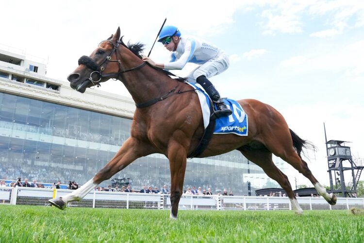 Matt Dale is out for more Stakes success with Boston Rocks