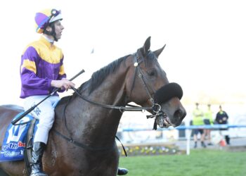 Cup sire dead after horror accident