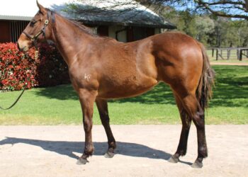 Inglis Nursery: $1250 filly takes on $1.2M colt