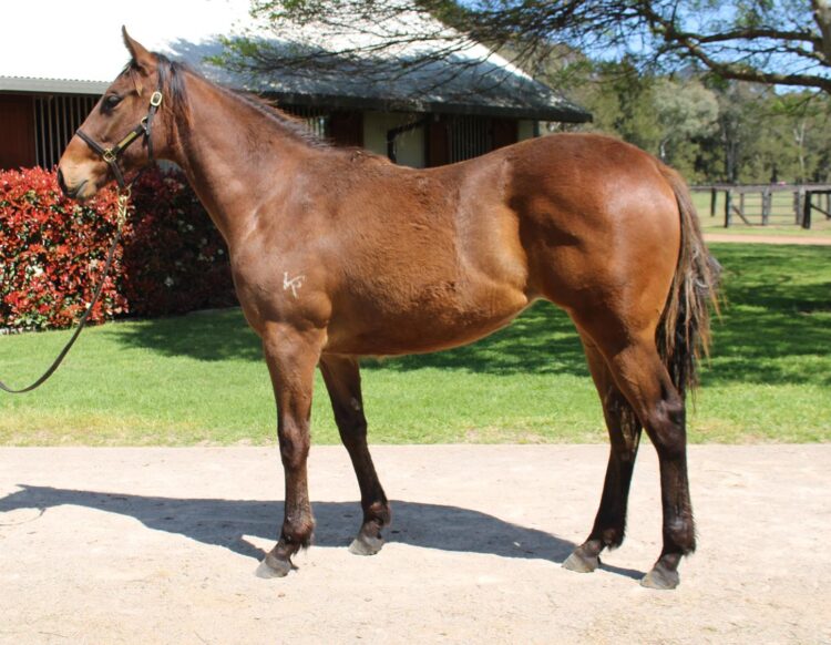 Where’s The Circuses [Inglis]