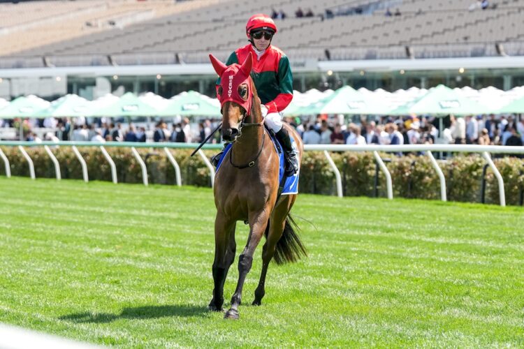 One Day At A Time on the way to the barriers prior to the running of the Darley Maribyrnong Trial Stakes at Flemington Racecourse on October 04, 2025 in Flemington, Australia. (Photo by Brett Holburt/Racing Photos)