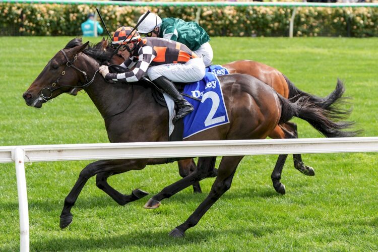 Tornado Valley ridden by Ethan Brown wins the Darley Maribyrnong Plate at Flemington Racecourse on November 04, 2025 in Flemington, Australia. (Photo by George Sal/Racing Photos)