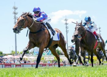 Guest House chasing Diamond