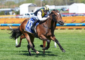 Unbeaten Torture set for Karaka Millions assault