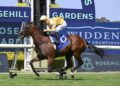 Slipper winner Ascot bound