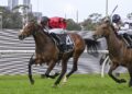 Magic Millions punting: Ninja Firms, Warwoven drifts as barrier draw looms