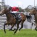 Magic Millions punting: Ninja Firms, Warwoven drifts as barrier draw looms