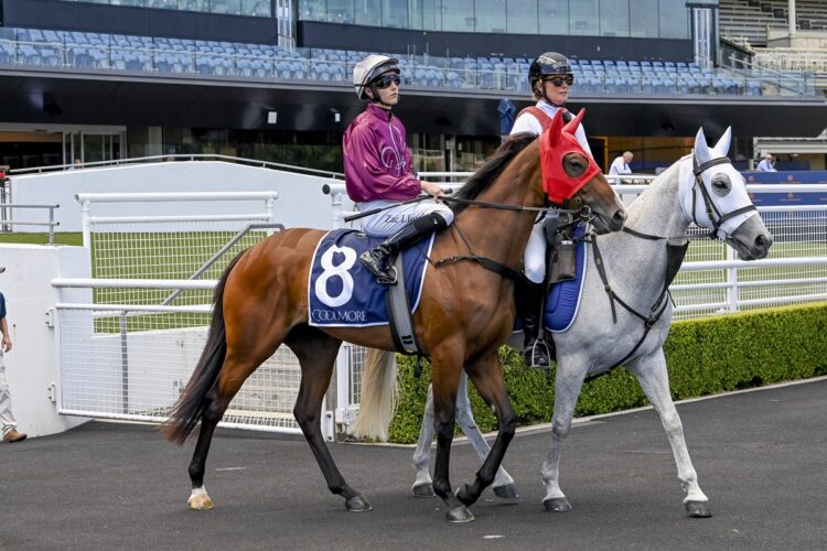 Tigroni [Bradley Photos]