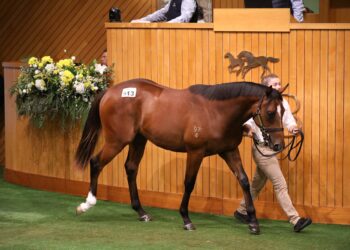 Maher strikes big at Karaka, secures Ceolwulf sibling