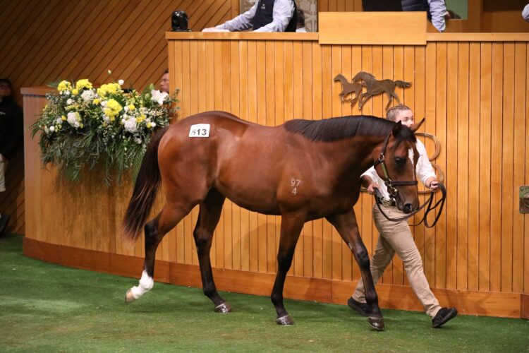 Ciaron Maher will train the half-brother to G1 star Ceolwulf