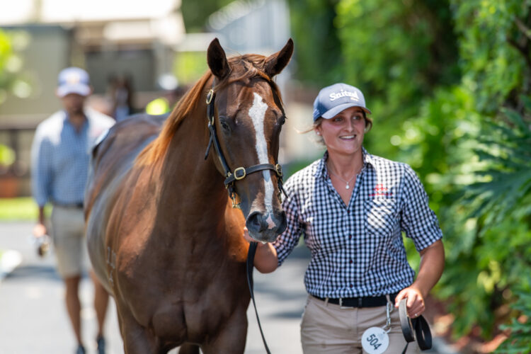 Magic Millions Yearling Sale on 15 January 2026. Gold Coast. Shot by Sarah Ebbett
