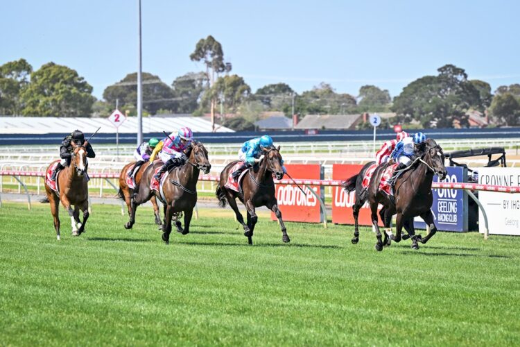 Sussex Duchess ridden by John Allen wins the Ladbrokes Form Genius Maiden Plate at Geelong Racecourse on January 14, 2026 in Geelong, Australia. (Reg Ryan/Racing Photos)