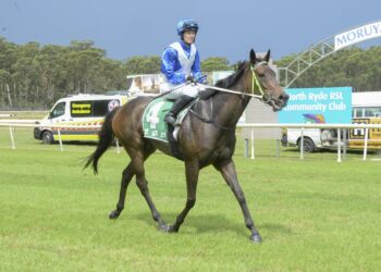 Vermicella (Bradley Photos)