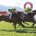 Hobart Cup run short after barrier placement error
