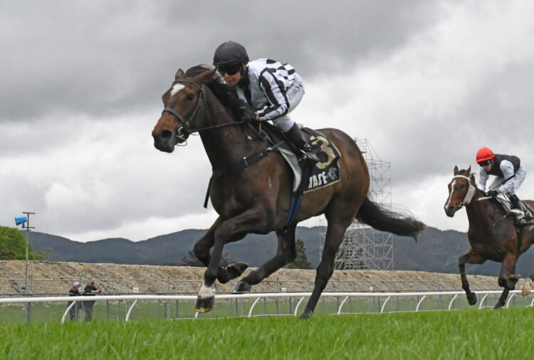 Connello will be out to win the Wairarapa Thoroughbred Breeders’ Stakes  (Credit: Peter Rubery - Race Images)
