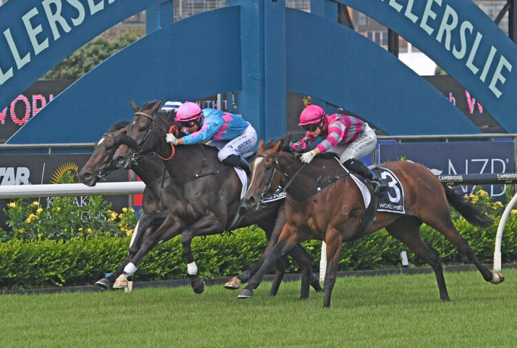 Impervu will be a key contender in the Champagne Stakes (Credit: Megan Liefting)