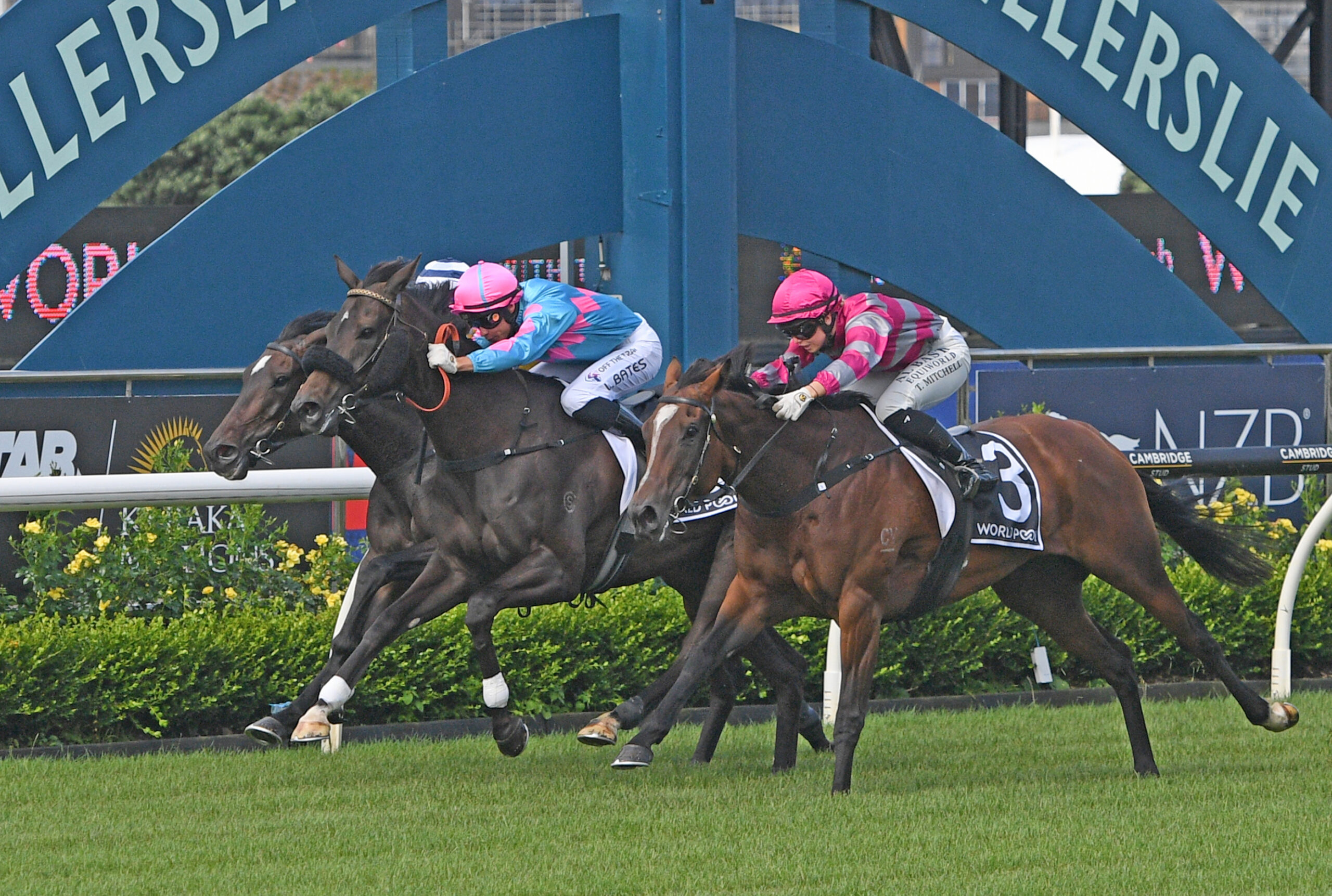 Impervu will be a key contender in the Champagne Stakes (Credit: Megan Liefting)