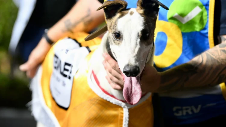 Mepunga Reward claims the Temlee (Clint Anderson)