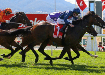 Steparty breaks drought, set to stay in Tasmania