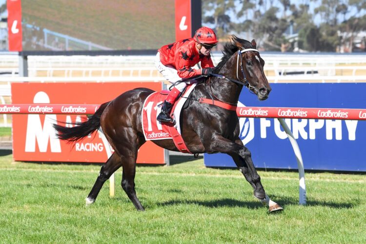 Asakura ridden by Dean Yendall wins the Oasis Turf BM66 Handicap at Geelong Racecourse on January 26, 2026 in Geelong, Australia. (Brett Holburt/Racing Photos)