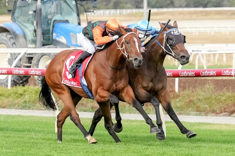 The Benchmark ridden by Lachlan Neindorf wins the Future Stars Series Heat 10 at Sportsbet Pakenham on February 12, 2026 in Pakenham, Australia. (Photo by George Sal/Racing Photos)