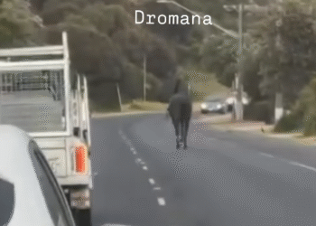 Escaped racehorse safely captured after Highway gallop
