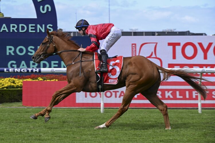 Storm Leopard [Bradley Photos]