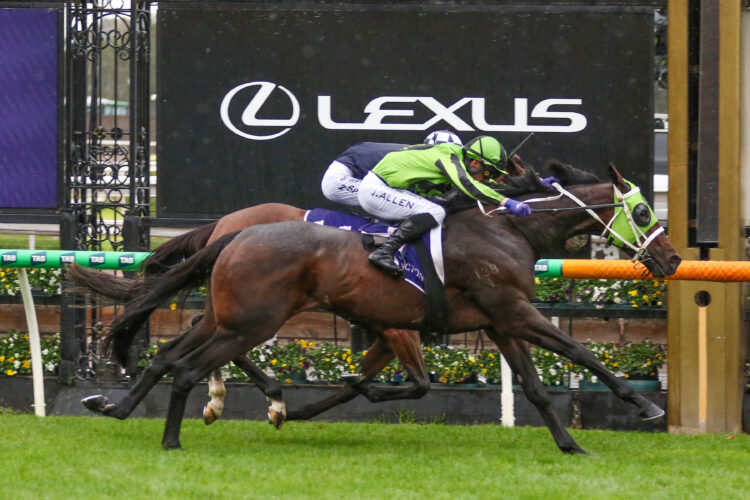 Racelab's Matt Collum thinks American Wolf can win the 2026 Adelaide Cup
