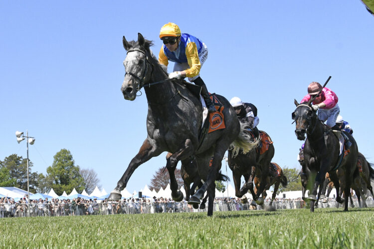 Chattahoochee will contest the Gr.2 Ultimate Mazda Japan Trophy (1600m) at Tauranga on Saturday.
Photo: Peter Rubery (Race Images)