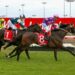 Launceston Tips Tonight: St Leger headlines strong nine-race card