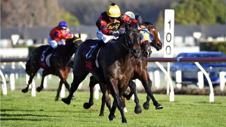 Force Of Nature was one of the headline acts at the trials last week