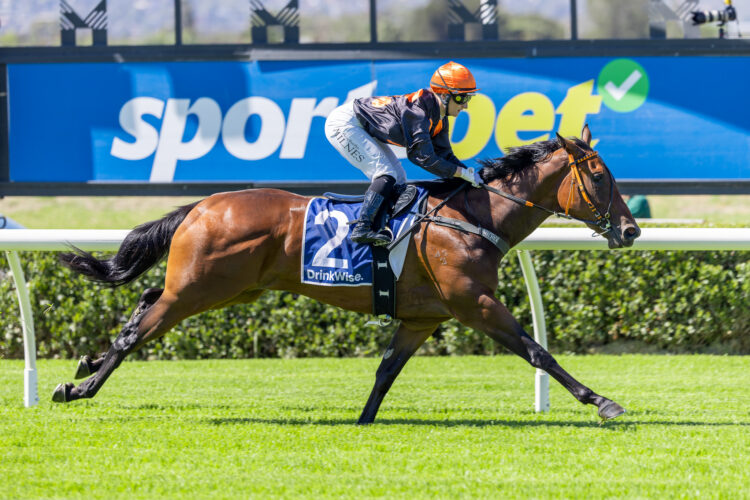 Never Ordinary, a $1250 Inglis Digital purchase once labelled “high risk,” is chasing Stakes success in the Dequetteville Stakes for trainer Byron Cozamanis.