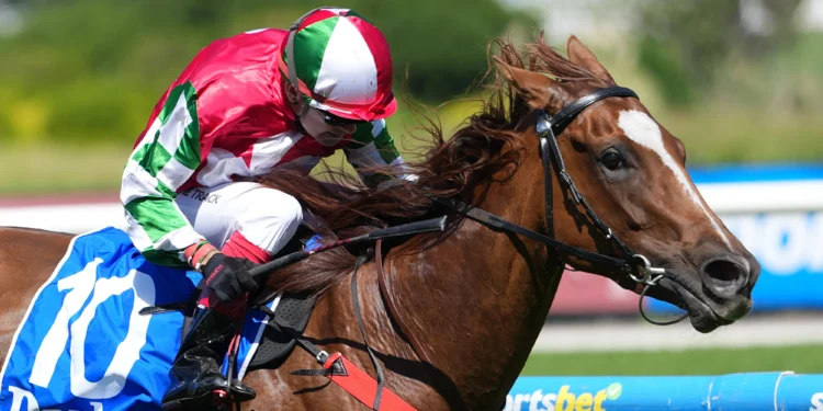 The bookies' new pin-up horse