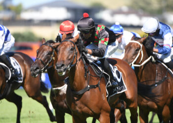 Trainer searching for rider as Sorghaghtani eyes Tauranga black-type tilt